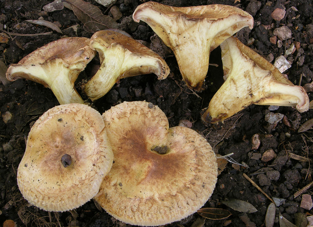 Paxillus ammoniavirescens Contu & Dess�